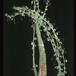 Adenia glauca 1636
