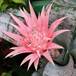 Aechmea fasciata SIf