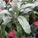 Aechmea fasciata