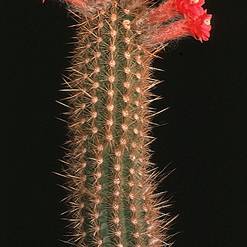 Arrojadoa aureispina