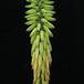 Aloe vera flower