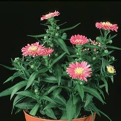 Aster dumosus