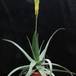 Aloe vera body