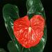 Anthurium andreanum