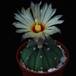 Astrophytum asterias nudum PP20107