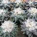 Ariocarpus sp. 5
