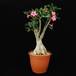 Adenium obesum 1