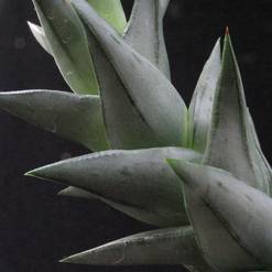 Astroloba congesta