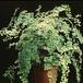 Adiantum raddianum 1943
