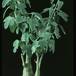 Adenia glauca
