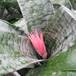 Aechmea fasciata flo