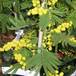 Acacia armata SI