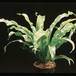 Asplenium antiquum 1954