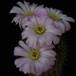 Acanthocalycium violaceum SIf