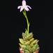 Anacampseros telephiastrum SIb