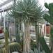 Aloe sp.