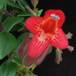 Aeschynanthus lobbianus SIf