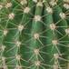 Acanthocalycium violaciflorum SIt