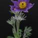 Anemone pulsatilla SIb