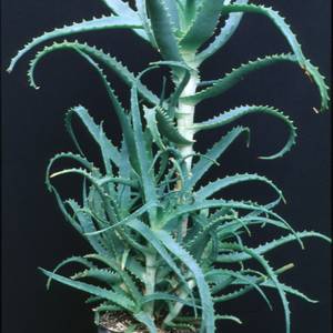 Aloe arborescens