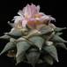 Ariocarpus furfuraceus hyb.