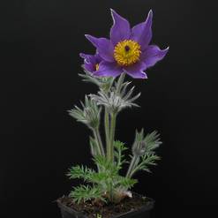 Anemone pulsatilla