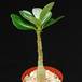 Adenium obesum2 PP20107