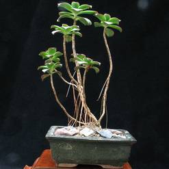 Aeonium gomerense