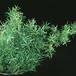 Asparagus densiflorus 1880