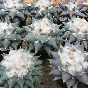 Ariocarpus retusus