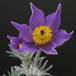 Anemone pulsatilla SIf