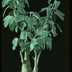 Adenia glauca