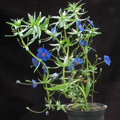 Anagallis monellii