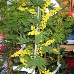Acacia armata