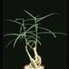 Brachychiton rupestris 1633