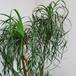 Beaucarnea recurvata 1