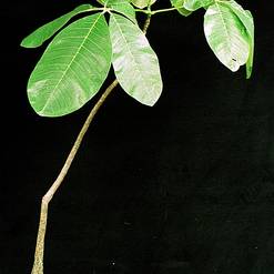 Bombax ellipticum