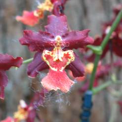 Burrageara sp.