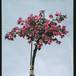 Bougainvillea 1963