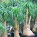 Beaucarnea recurvata