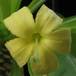 Brighamia isignis 1