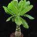 Brighamia insignis
