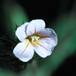 Biophytum sensitivum 1032