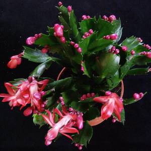 Božični kaktus - Schlumbergera truncata - Zygocactus truncatus
