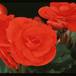 Begonia elatior - hybrid 2022