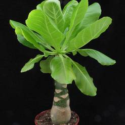 Brighamia insignis