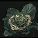 Brassica sp. 1895