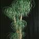 Beaucarnea recurvata 1652