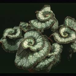 Begonia rex "Escargot"