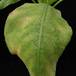 Brighamia insignis-1